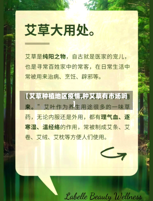 【艾草种植地区疫情,种艾草有市场吗】-第2张图片